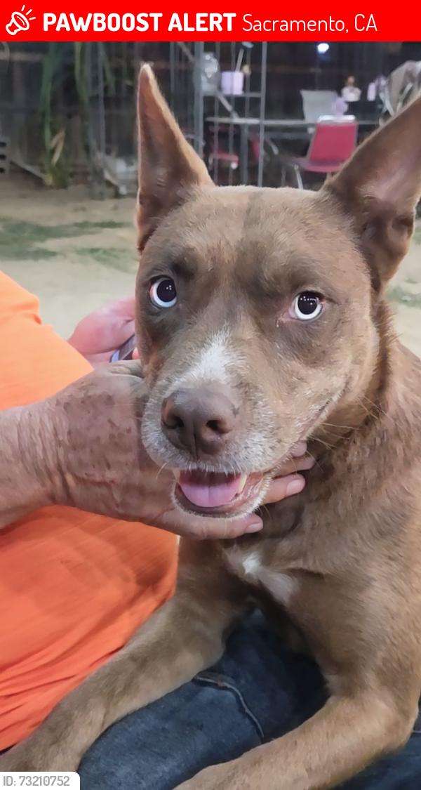 Lost Female Dog last seen Rimrock y briggs, Sacramento, CA 95828