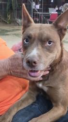 Lost Female Dog last seen Rimrock y briggs, Sacramento, CA 95828