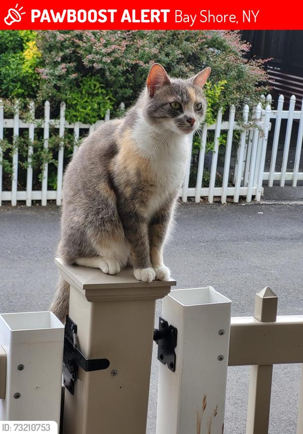 Lost Female Cat last seen Fifth ave, Bay Shore, NY 11706