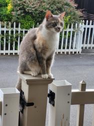 Lost Female Cat last seen Fifth ave, Bay Shore, NY 11706