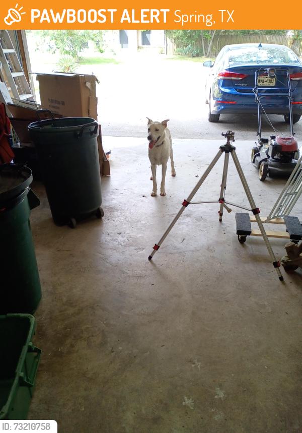 Found/Stray Male Dog last seen Spring creek, Spring, TX 77373
