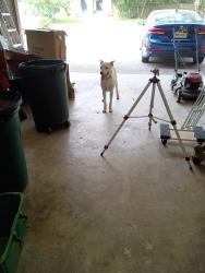 Found/Stray Male Dog last seen Spring creek, Spring, TX 77373