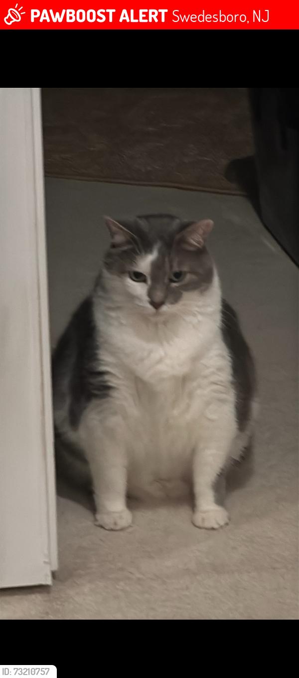 Lost Male Cat last seen Near maplegrove ct, Swedesboro, NJ 08085