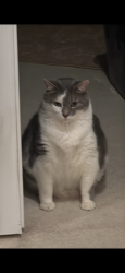 Lost Male Cat last seen Near maplegrove ct, Swedesboro, NJ 08085