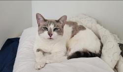 Reunited Female Cat last seen behind 9 honeysuckle Dr, Newark DE, Newark, DE 19702