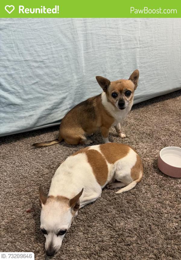Reunited Female Dog last seen Near Dunmore Dr, Fort Worth, TX 76131, USA, Fort Worth, TX 76131