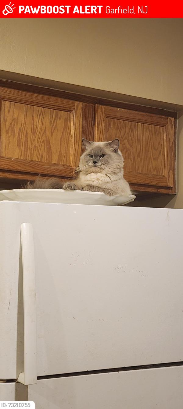 Lost Male Cat last seen Church parking lot, streets, liquor store, Garfield, NJ 07026