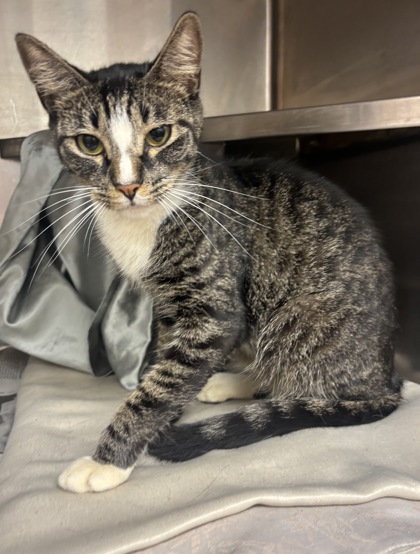Shelter Stray Male Cat last seen Near Greenhaven Dr. SE #1100 Atlanta Ga 30317, 30317, GA, 3280 Chamblee Dunwoody Rd, Chamblee, GA 30341, USA