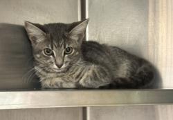 Shelter Stray Male Cat last seen Near Drew Valley Rd Atlanta GA 30319, 30319, GA, 3280 Chamblee Dunwoody Rd, Chamblee, GA 30341, USA