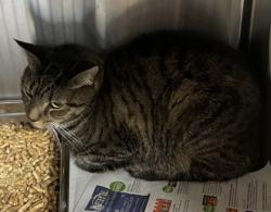 Shelter Stray Male Cat last seen Near Pine Tree Circle apt 305/ bld O, 30032, GA, 3280 Chamblee Dunwoody Rd, Chamblee, GA 30341, USA