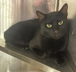 Shelter Stray Male Cat last seen Near Swift Creek Lane, 30058, GA, 3280 Chamblee Dunwoody Rd, Chamblee, GA 30341, USA