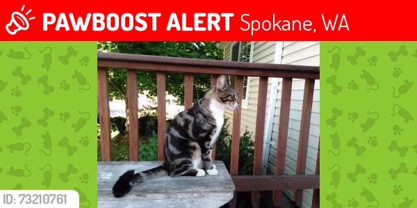 Lost Male Cat last seen Ray St., Spokane, WA 99202