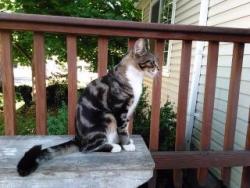 Lost Male Cat last seen Ray St., Spokane, WA 99202
