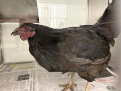 Shelter Stray Female Chicken last seen Near Maple Ln SW, Knox County ASO, TN, 3201 Division St, Knoxville, TN 37919, USA