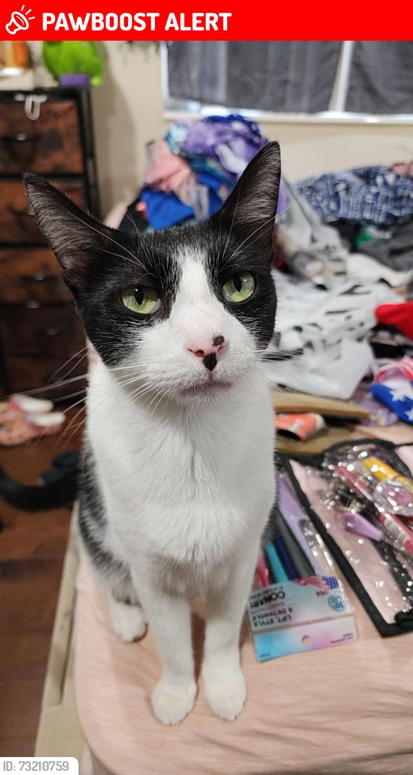Lost Male Cat last seen Near patricia dr west palm beach, West Palm Beach, FL 33413