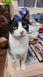 Lost Male Cat last seen Near patricia dr west palm beach, West Palm Beach, FL 33413
