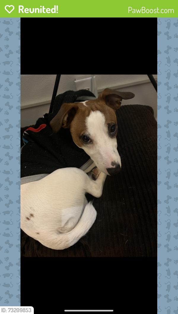 Reunited Male Dog last seen The docks, Bellingham, WA 98225