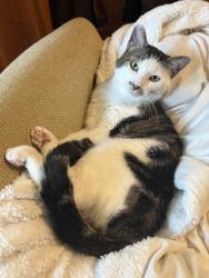 Reunited Male Cat last seen Woods pl, Raleigh, NC 27607