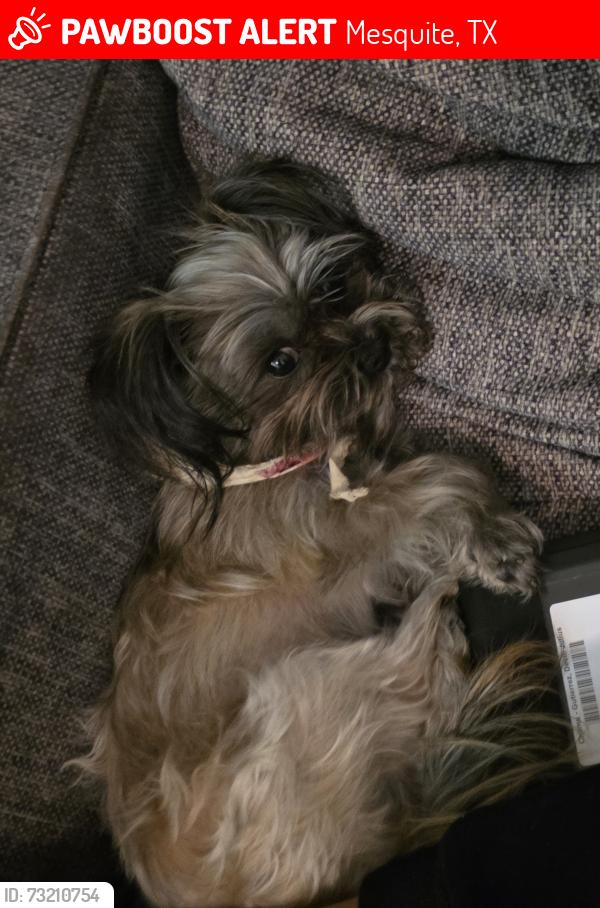 Lost Female Dog last seen Conger dr, Mesquite, TX 75149