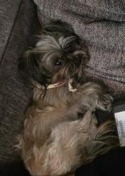 Lost Female Dog last seen Conger dr, Mesquite, TX 75149