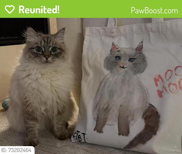 Reunited Female Cat last seen On peter street, Markham, ON 