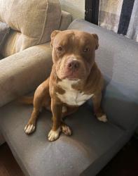 Lost Male Dog last seen Rimrock y briggs, Sacramento, CA 95828