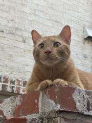 Found/Stray Male Cat last seen Campbell and Fairways Drive, Dallas, TX 75252