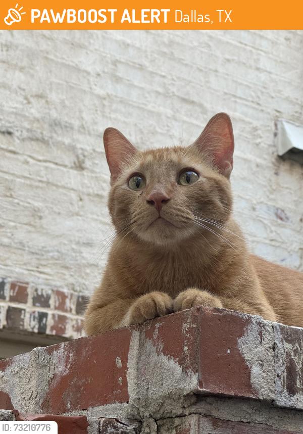 Found/Stray Male Cat last seen Campbell and Fairways Drive, Dallas, TX 75252