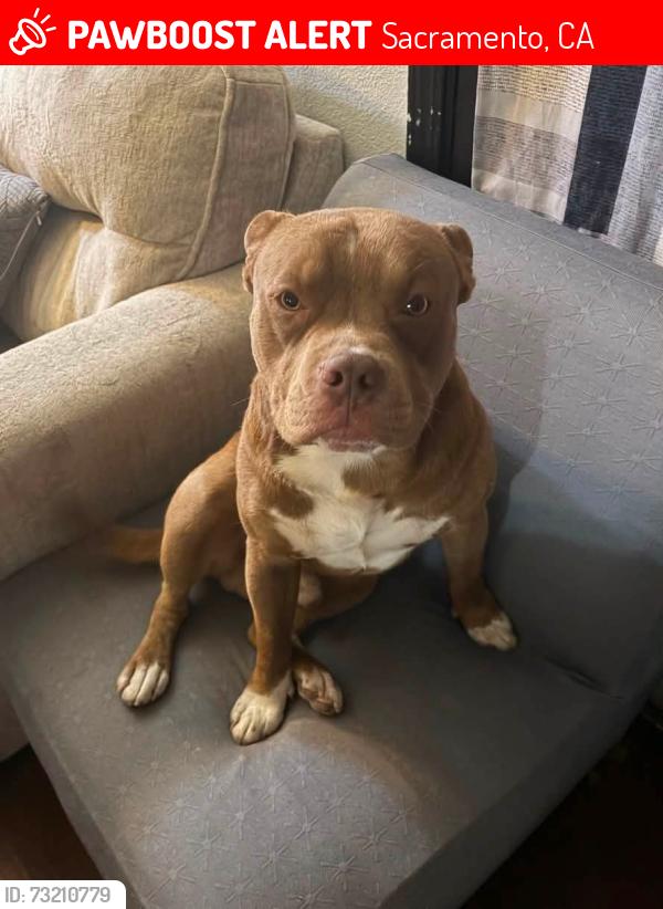 Lost Male Dog last seen Rimrock y briggs, Sacramento, CA 95828