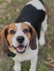 Reunited Male Dog last seen Thomley St. , Brickyard Rd, Brickton Rd, Nicholson Rd, Molino, FL 32577
