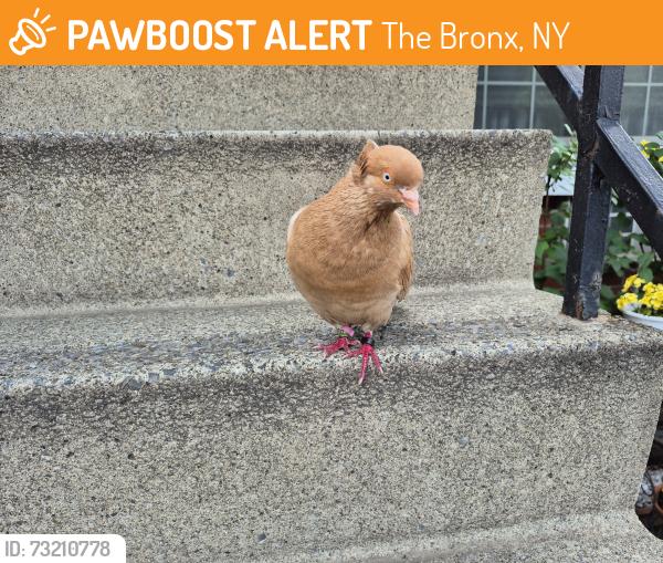 Found/Stray Unknown Bird last seen Sunset Blvd & Beacon Ln., The Bronx, NY 10473