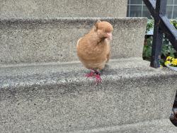 Found/Stray Unknown Bird last seen Sunset Blvd & Beacon Ln., The Bronx, NY 10473