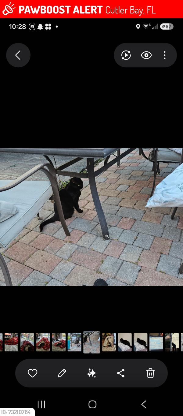 Lost Female Cat last seen Near terrace, Cutler Bay, FL 33190