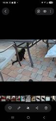 Lost Female Cat last seen Near terrace, Cutler Bay, FL 33190