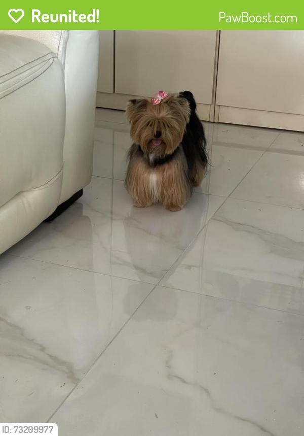 Reunited Female Dog last seen Villa Maria drive and 36th lane, Glendale, AZ 85308