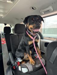Reunited Female Dog last seen St Joe Center Road and St Joe Road. Copper Canyon., Fort Wayne, IN 46835