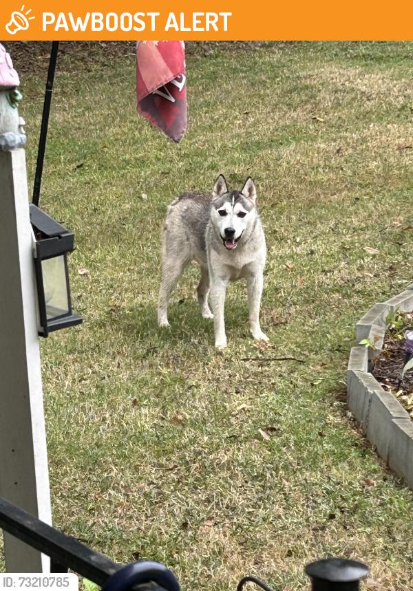 Found/Stray Unknown Dog last seen Boundry, Spartanburg County, SC 29349