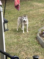 Found/Stray Unknown Dog last seen Boundry, Spartanburg County, SC 29349