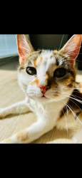Reunited Female Cat last seen 5:38 am on the ring camera, O'Fallon, MO 63368
