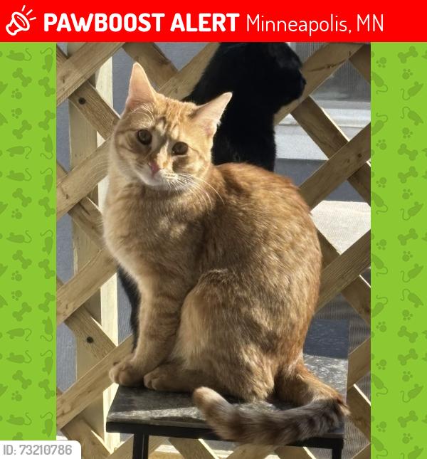 Lost Male Cat last seen 49th St and Knox Ave, Lynnhurst, Minneapolis, Minneapolis, MN 55419