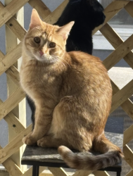 Lost Male Cat last seen 49th St and Knox Ave, Lynnhurst, Minneapolis, Minneapolis, MN 55419