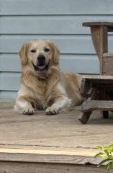 Reunited Male Dog last seen Thomley St, Nicholson Rd, Brickyard Rd, Brickton Rd, Molino, FL 32577
