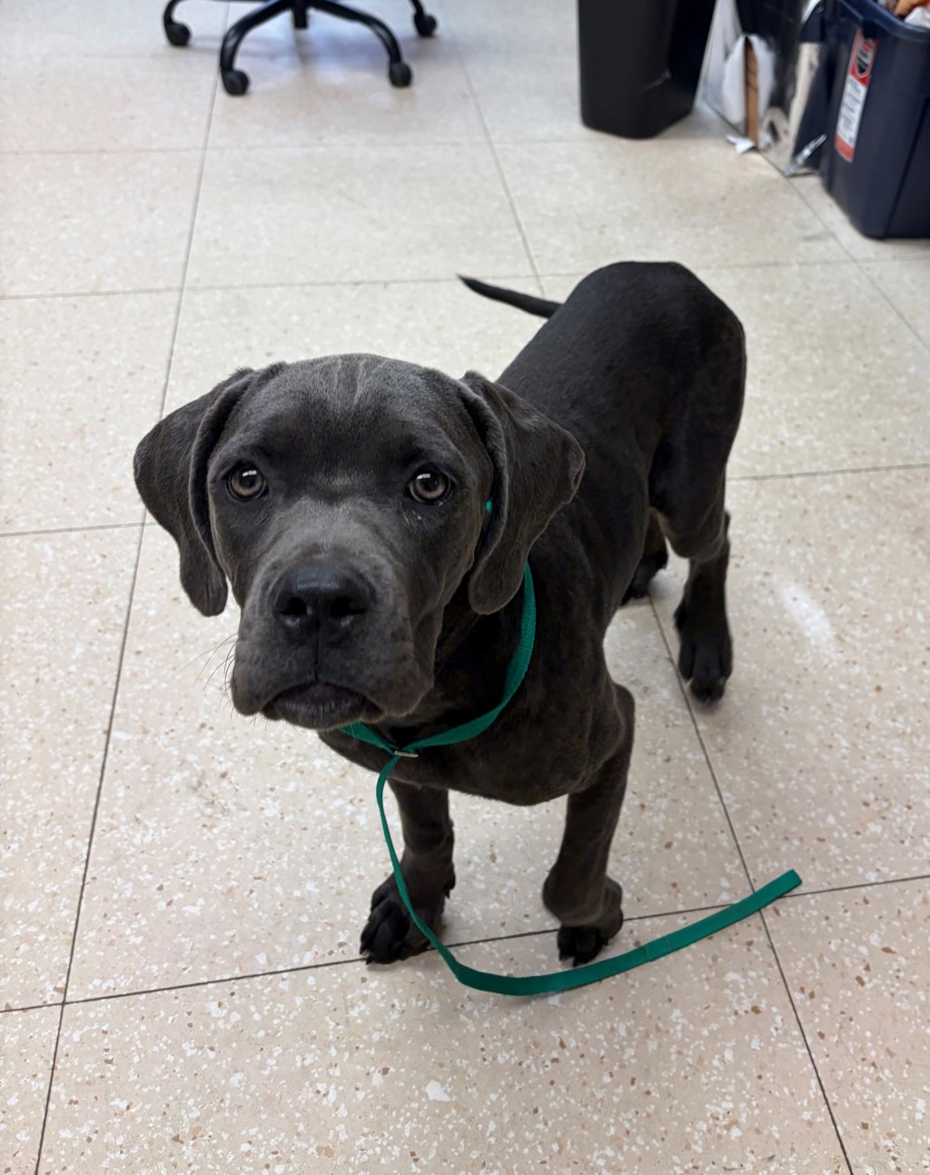 Shelter Stray Female Dog last seen Bradley Bridge Road, CHESTERFIELD, VA, 23832, 9300 Public Works Rd, Chesterfield, VA 23832, USA