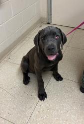 Shelter Stray Male Dog last seen Bradley Bridge Road, CHESTERFIELD, VA, 23832, 9300 Public Works Rd, Chesterfield, VA 23832, USA