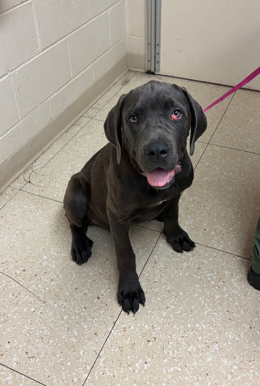 Shelter Stray Male Dog last seen Bradley Bridge Road, CHESTERFIELD, VA, 23832, 9300 Public Works Rd, Chesterfield, VA 23832, USA