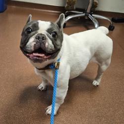 Shelter Stray Female Dog last seen Seminary Avenue, OAKLAND, CA, 94621, 8323 Baldwin St, Oakland, CA 94621, USA