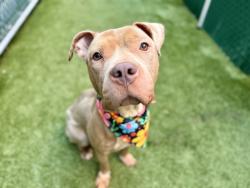 Shelter Stray Female Dog last seen Near Avenue C, NEW YORK, NY, 10009, 326 E 110th St, New York, NY 10029, USA