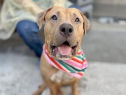 Shelter Stray Female Dog last seen Tied to a bench in Central Park, NEW YORK, NY, 10029, 326 E 110th St, New York, NY 10029, USA