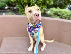 Shelter Stray Male Dog last seen Near Fteley Avenue, BRONX, NY, 10473, 326 E 110th St, New York, NY 10029, USA