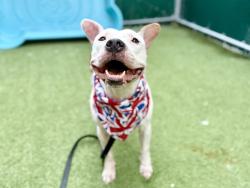 Shelter Stray Male Dog last seen Crotona Ave, BRONX, NY, 10457, 326 E 110th St, New York, NY 10029, USA